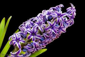 Picture of Fragrance "Hyacinth"