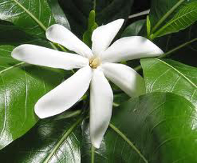 Picture of Fragrancia "Monoi de Tahiti"