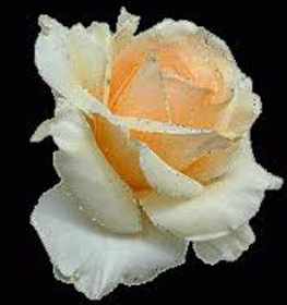 Picture of Fragrance "Tea Rose"