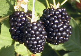 Picture of Fragancia " Mora y almizcle  "