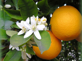 Picture of Fragrance "Neroli"