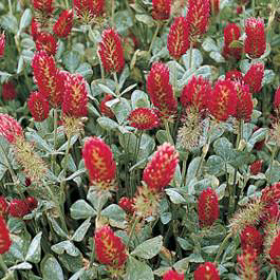 Picture of Fragrancia "Trebol rojo"