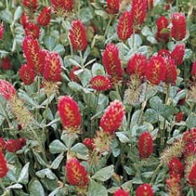 Immagine di Fragranza Red clover