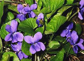 Picture of Fragancia "Violetta "