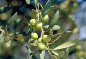 Picture of Fragrance "Leaves of olive tree"