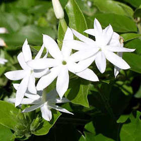 Picture of Fragrance "Jasmine Savon"