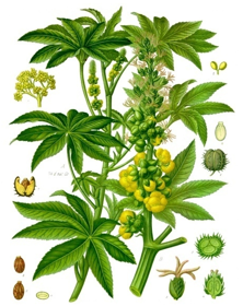 Picture of Castor oil