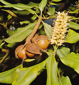 Immagine di Olio di macadamia