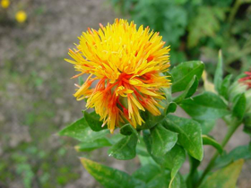Picture of Safflower oil