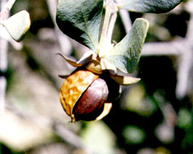 Picture of Jojoba Oil