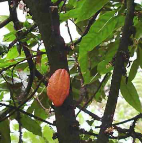 Immagine di Olio di cacao raffinato