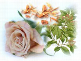 Picture of Fragrance "Rose & sandal"