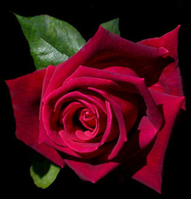 Immagine di Fragranza Rosa rossa