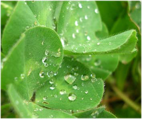 Picture of Fragancia " Rocío "