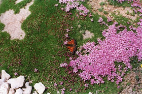 Picture of Fragrancia " Flora almizcle "