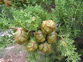 Picture of Essential oil "Cypress "