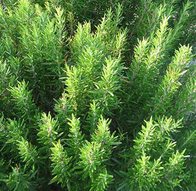 Picture of Essential oil "Rosemary "