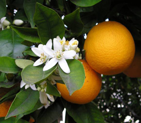 Immagine di Olio essenziale Arancio amaro