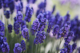 Picture of Essential oil "Lavender "