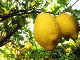 Picture of Essential oil "Lemon "