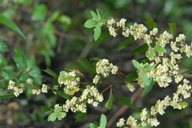 Picture of Essential oil "Litsea cubeba "