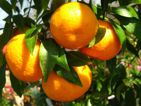 Picture of Essential oil "Mandarin "