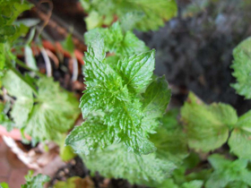 Immagine di Olio essenziale Menta crispa