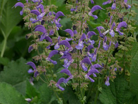 Immagine di Olio essenziale Salvia Sclarea