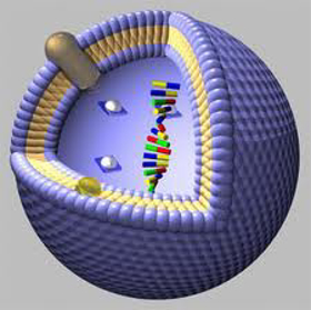 Immagine di Nano-liposomi multivitaminici