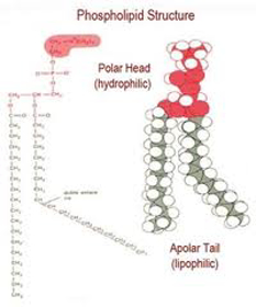 Immagine di Nano-liposomi antiossidanti