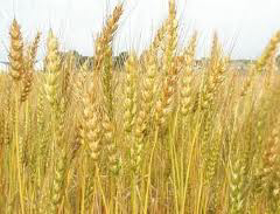 Picture of Wheat proteins