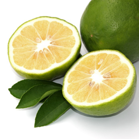 Picture of Essential oil "Bergamot "