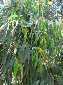 Immagine di Olio essenziale Eucaliptus Globulus