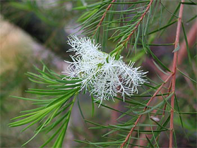 Picture of Aceite esencial "Melaleuca - árbol de té"