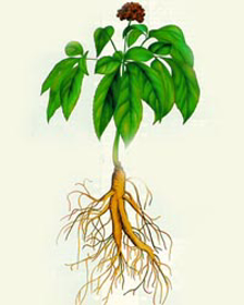 Immagine di Liposomi di ginseng