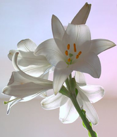 Picture of Fragrancia "Lilium"