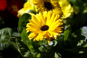 Picture of Glycolic Extract "Calendula"