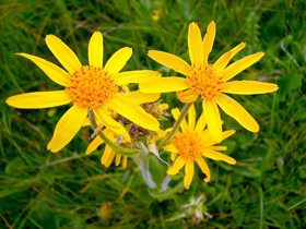 Picture of Glycolic extract "Arnica"