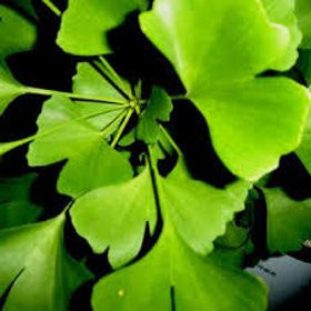 Picture of Glycolic extract "Ginkgo Biloba"