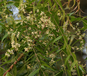 Immagine di Olio di neem