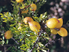 Picture of Aceite de argan