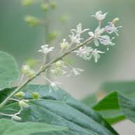 Picture of Essential oil "Patchouly penang"