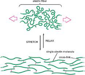 Picture of Hydrolyzed elastin