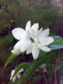 Picture of Fragrance "Jasmin"