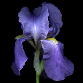 Picture of Fragrance "Iris"