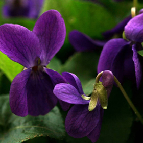 Immagine di Fragranza Violet