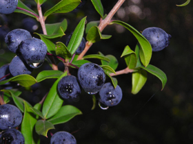 Picture of Essential oil "Myrtle "