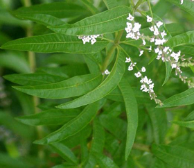 Immagine di Olio essenziale Verbena