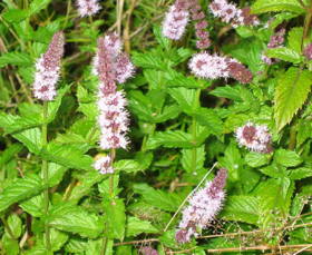 Picture of Essential oil "Peppermint "