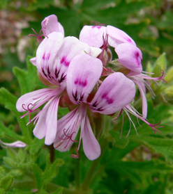 Picture of Essential oil "Geranium Bourbon "